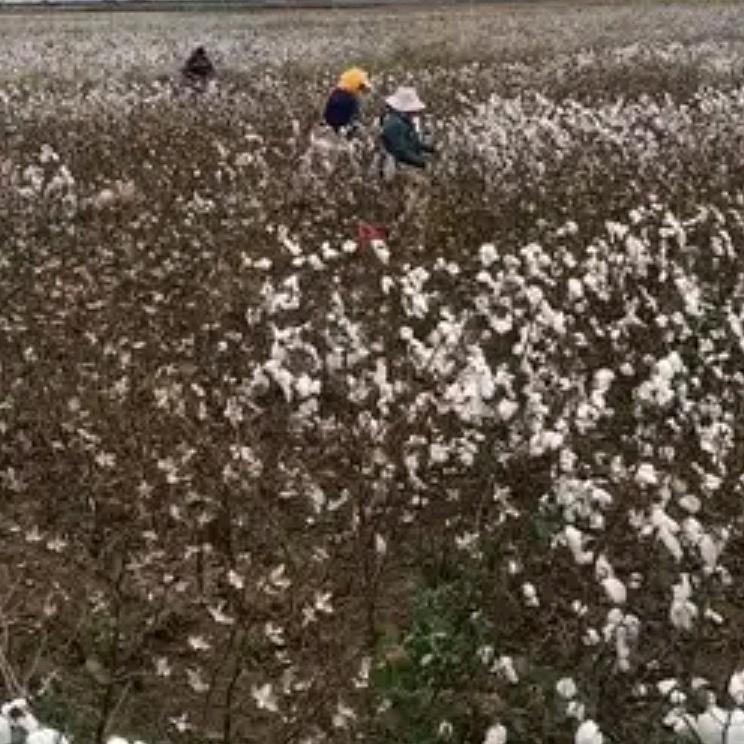 顺鑫鱼具2026~马栗乐陈洪美