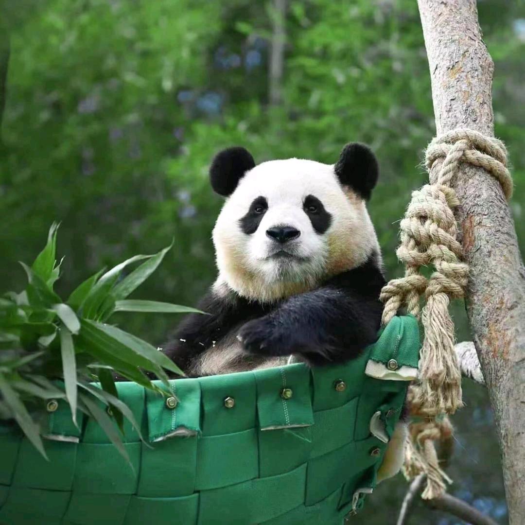 坡坡我爱你✨ ⁷²⁹从开始到现在ە𓃰