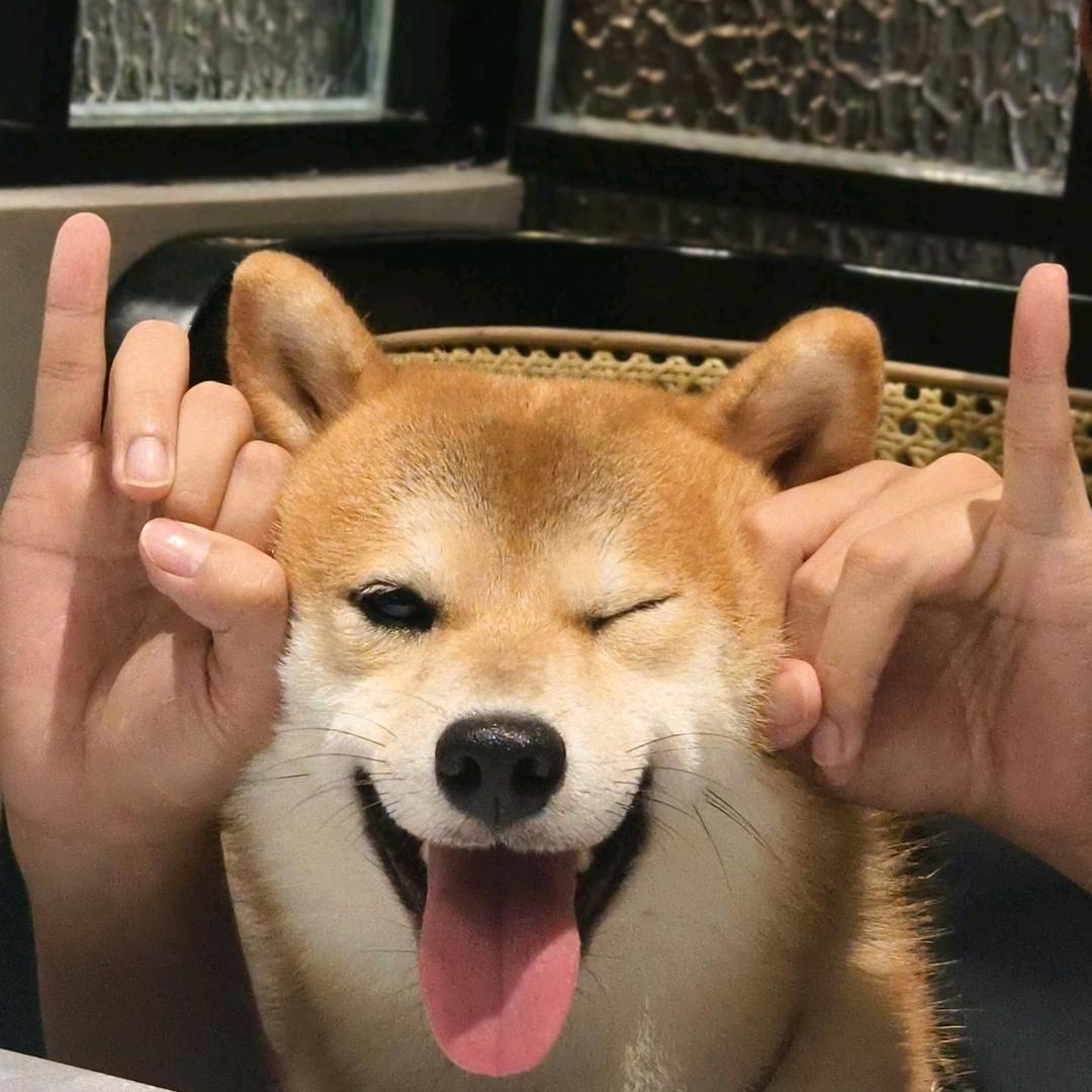 哈哈哈啊哈哈哈哈啊哈头像