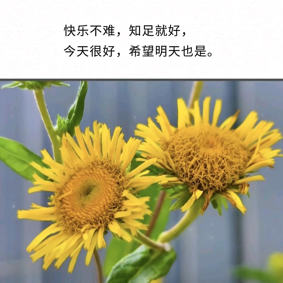 红红吖