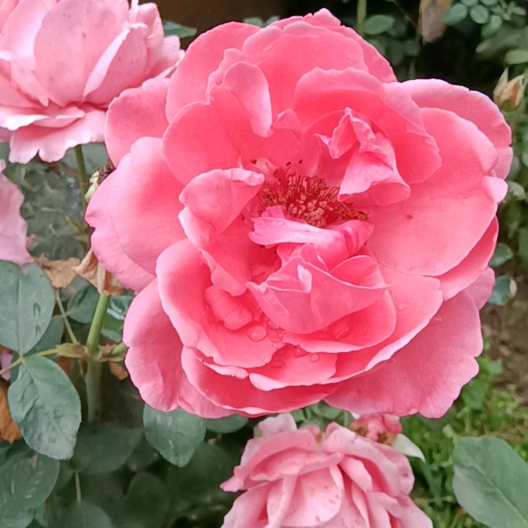 💝安康💝