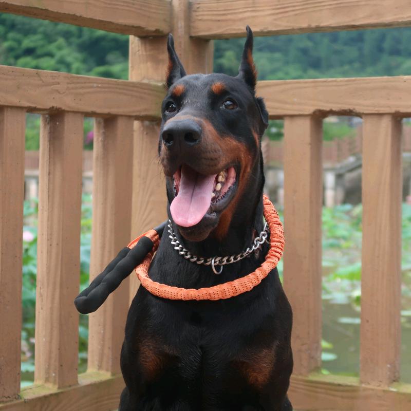 彬彬养狗（直播号）