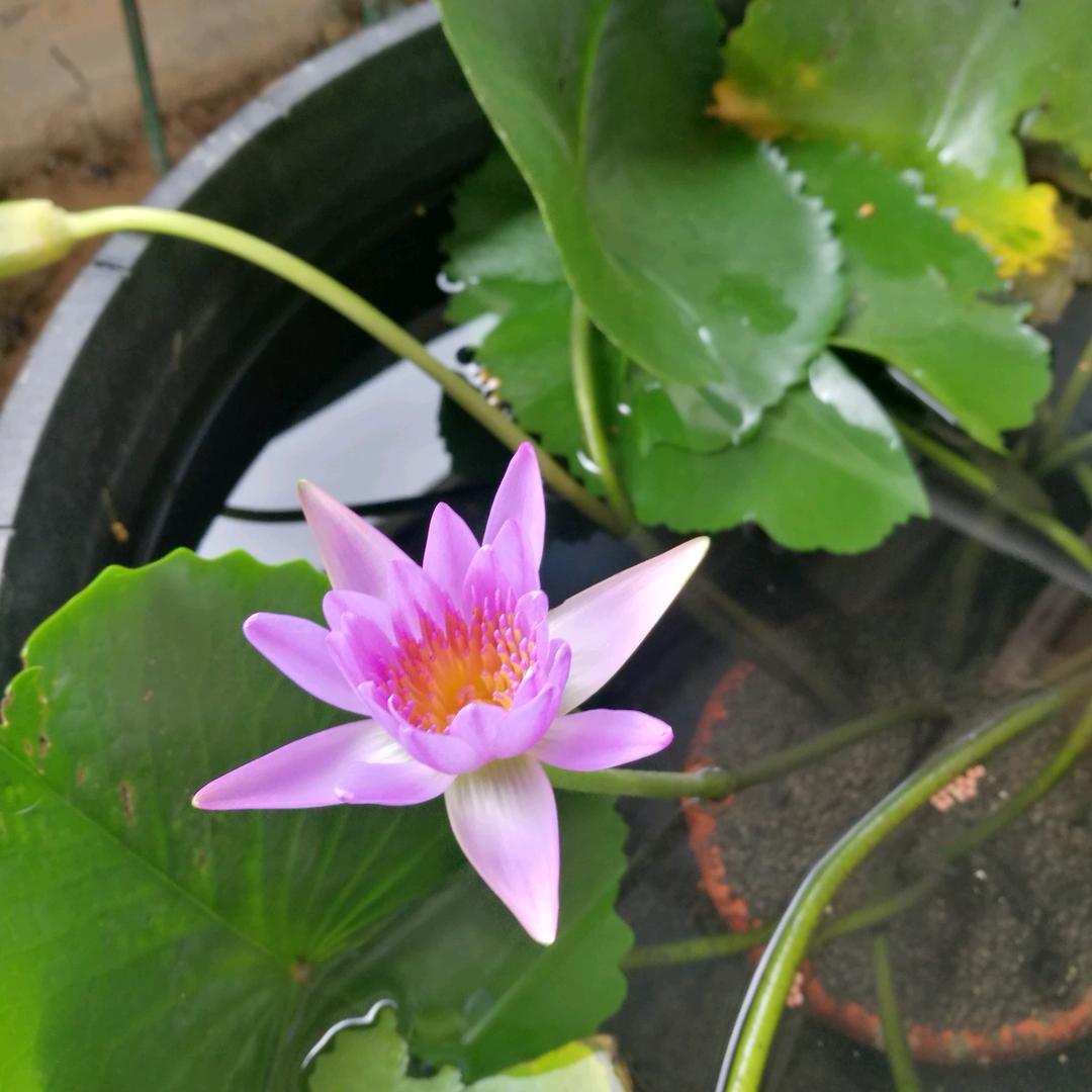 桃以呀