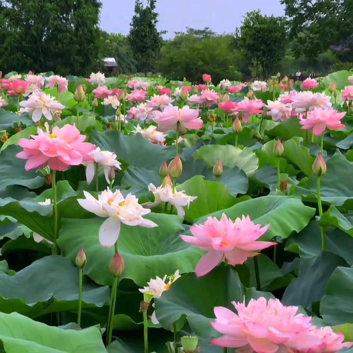 海蒂哥