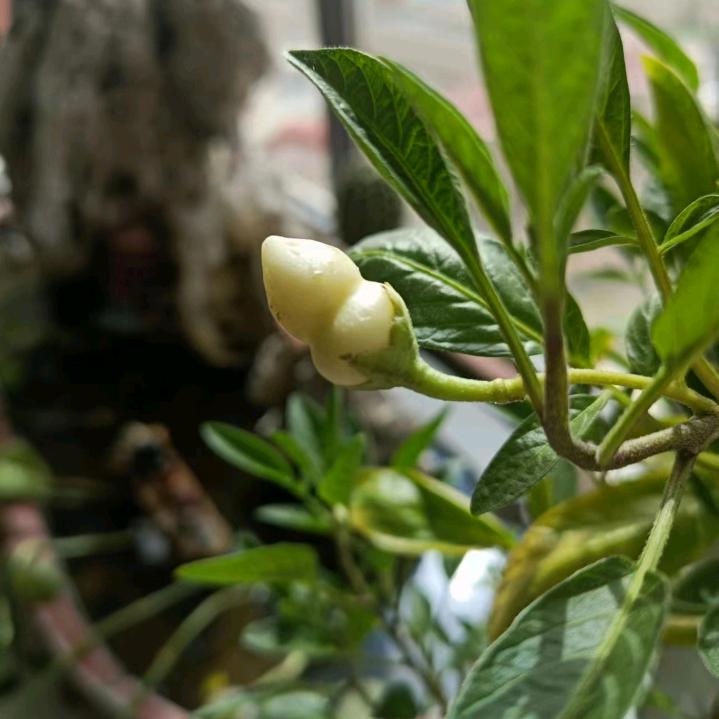小花