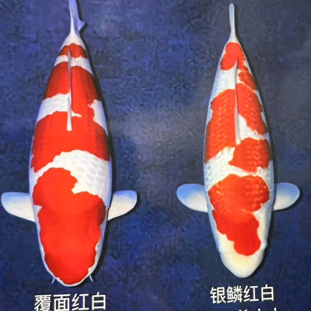 魅力山哥
