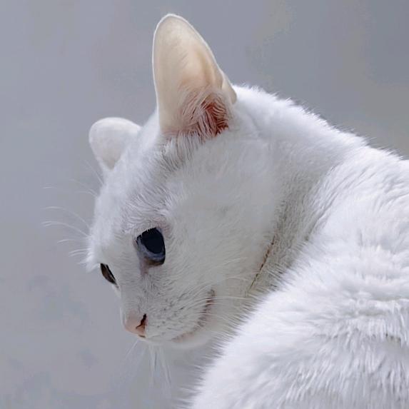 林仙森