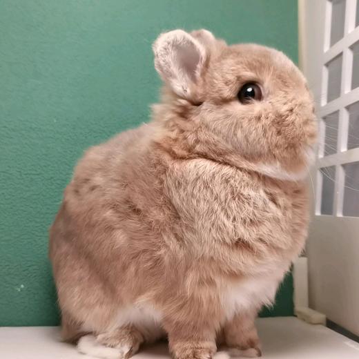 森森高品侏儒兔舍