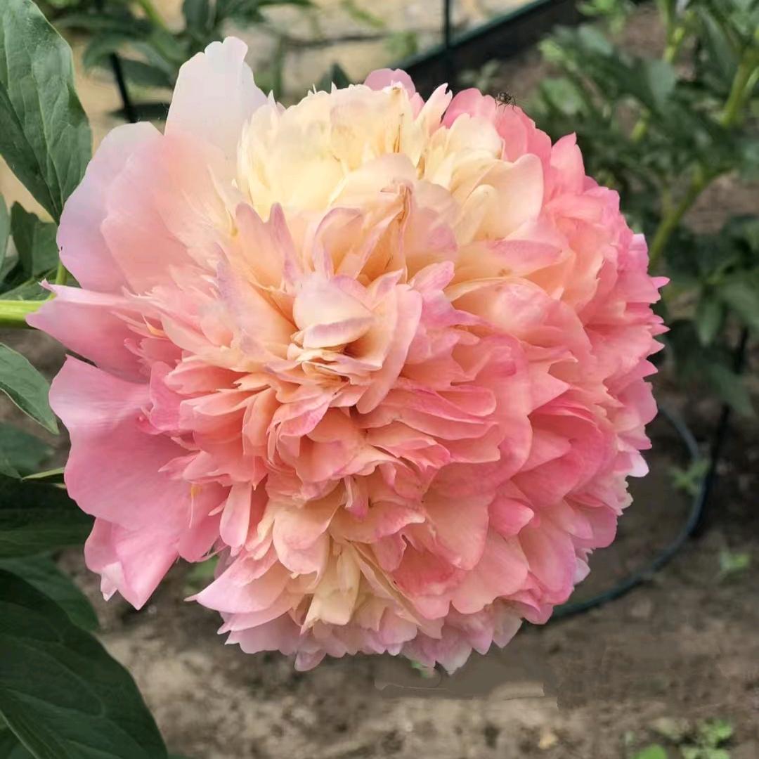 世领牡丹芍药园