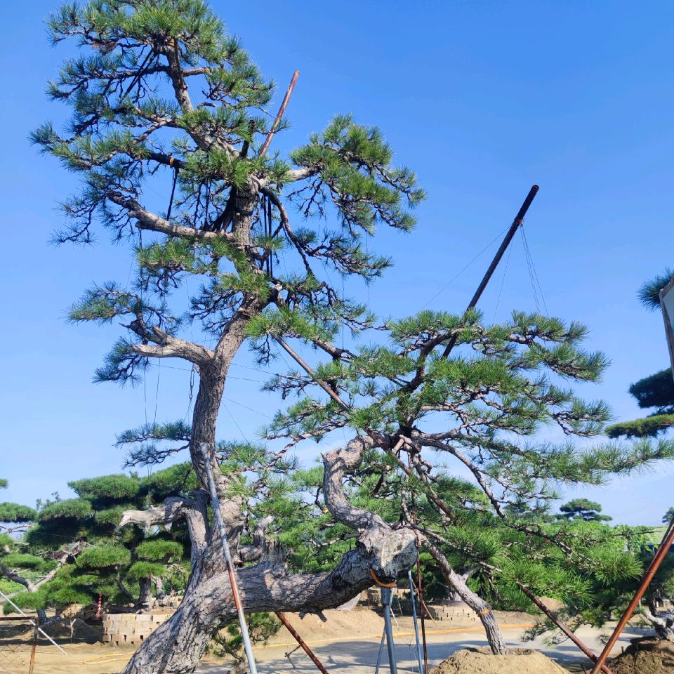 泰山松源聚园林工程有限公司