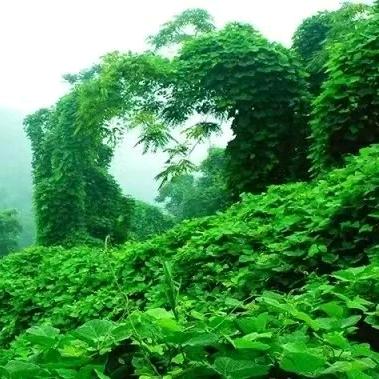 森林宝安