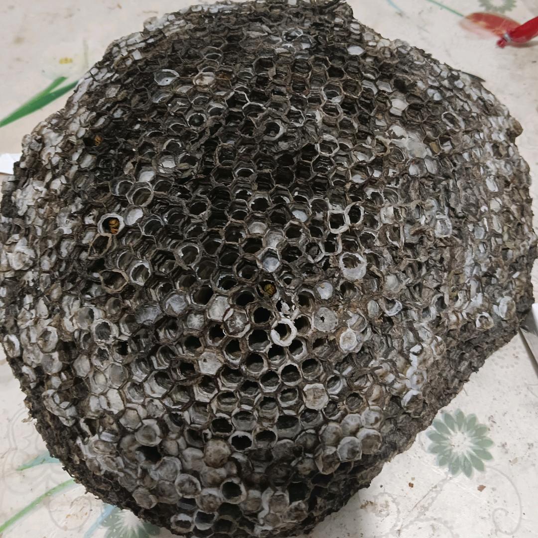 超哥户外中药材