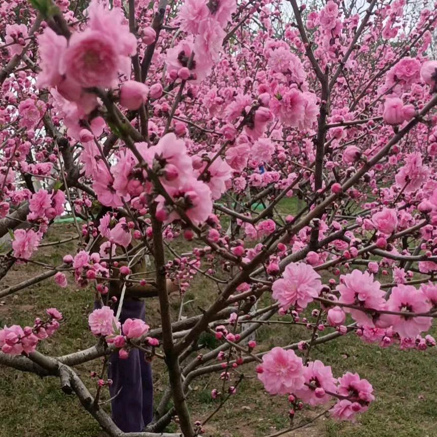 用户388645676663熙芝