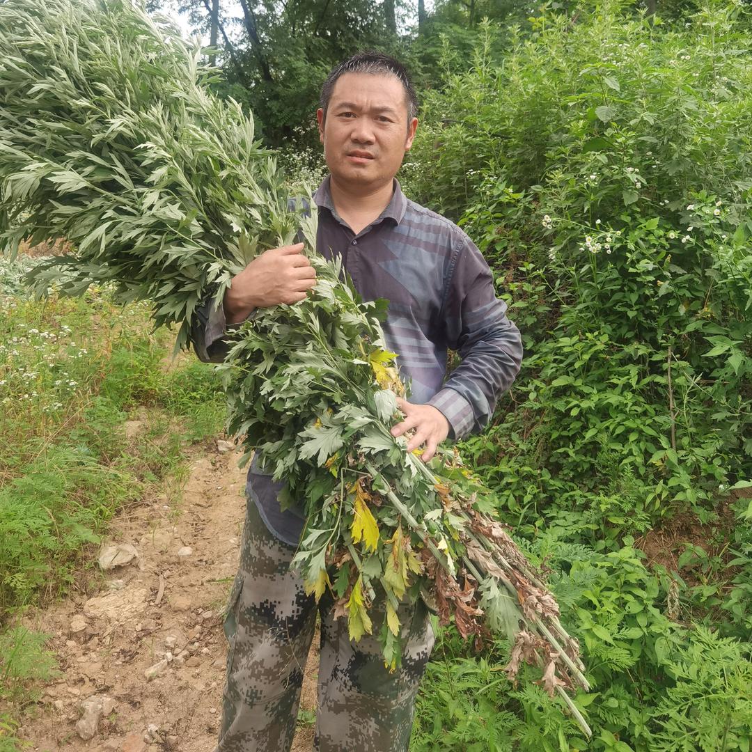 大别山艾叶艾条