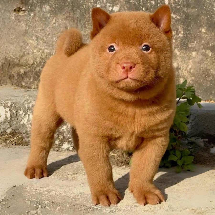 华夏犬说