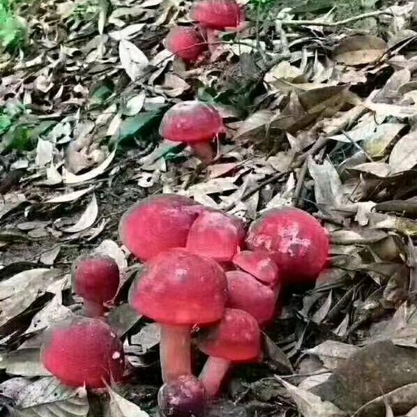 野生红菇