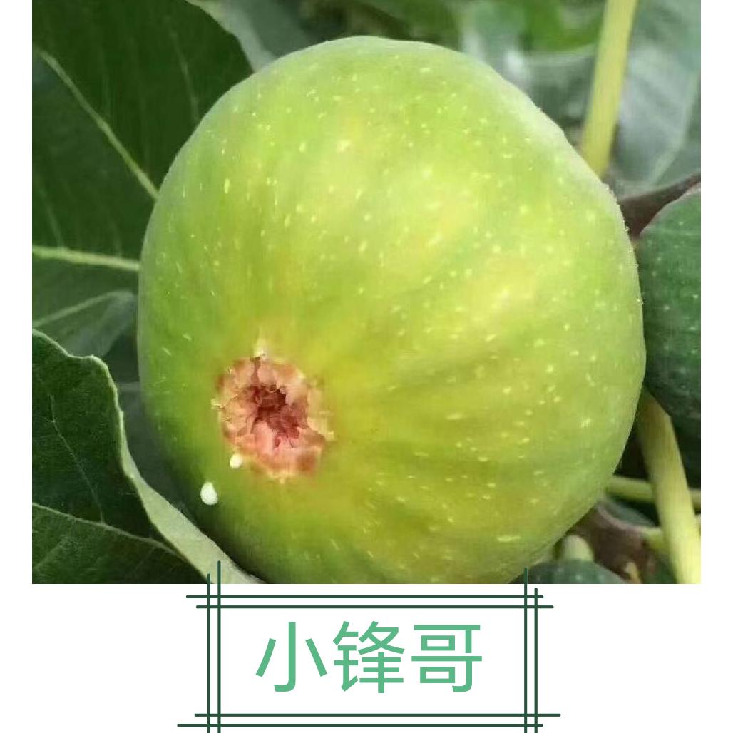 小锋哥青皮无花果代办