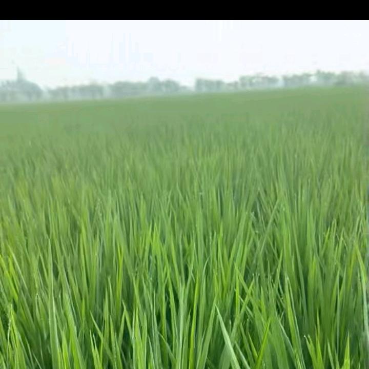 大牛种地