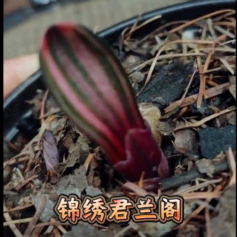 长春锦绣君兰阁