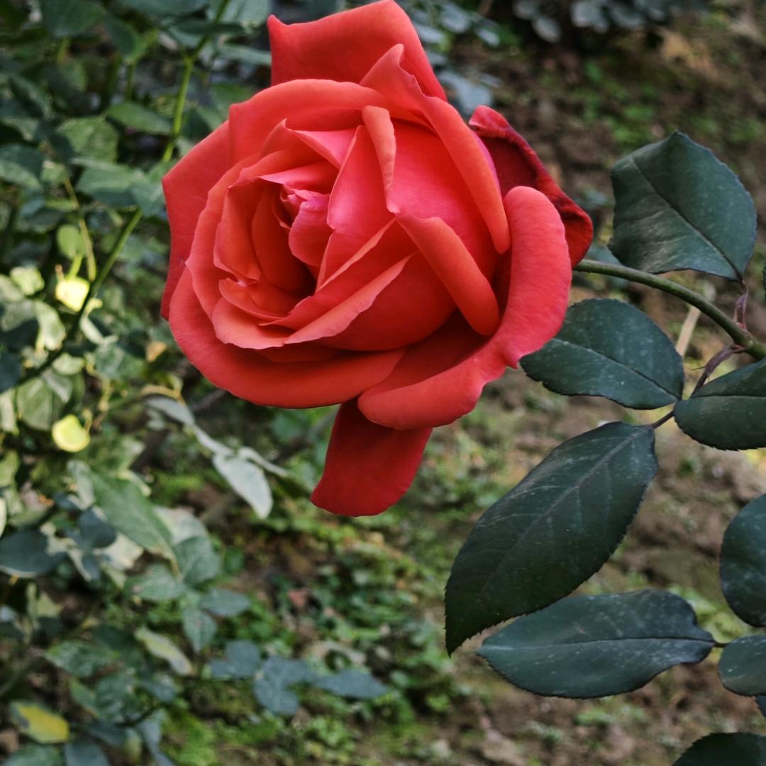 糖糖❤️❤️❤️❤️