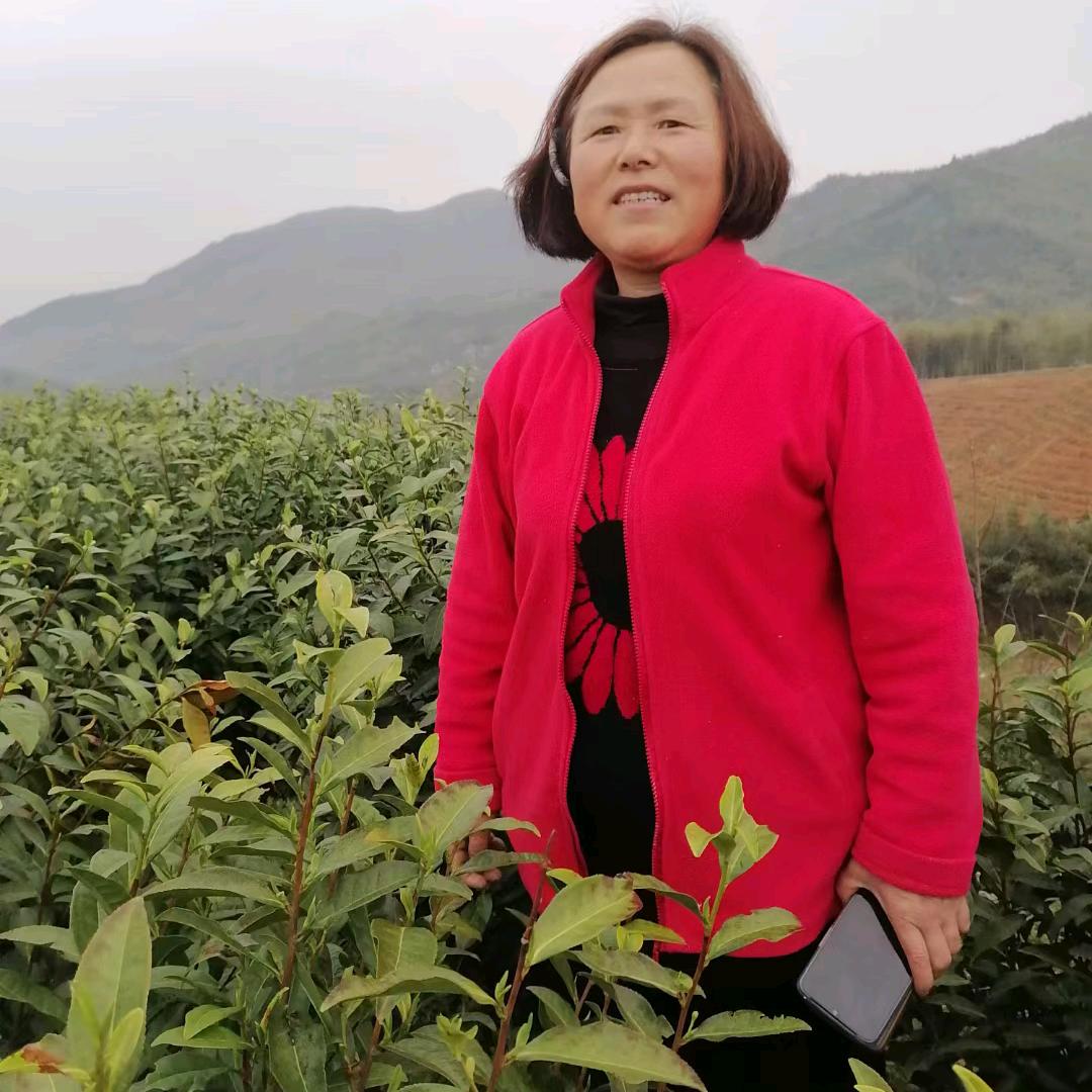 白茶姐姐大号