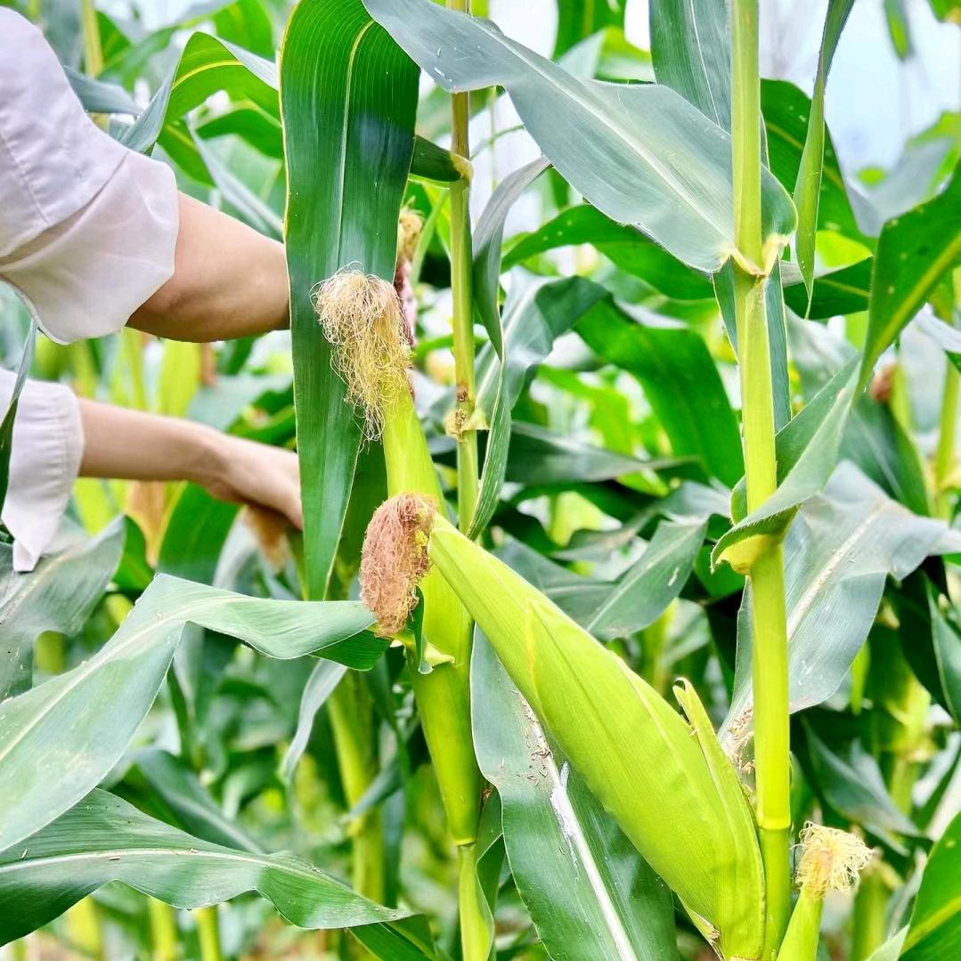 农业植保🌽丽丽