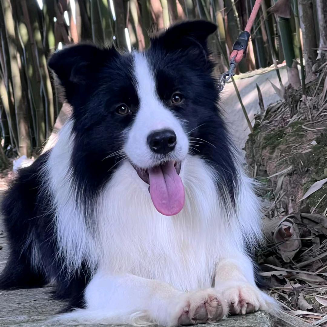 奇多美边牧鉴定