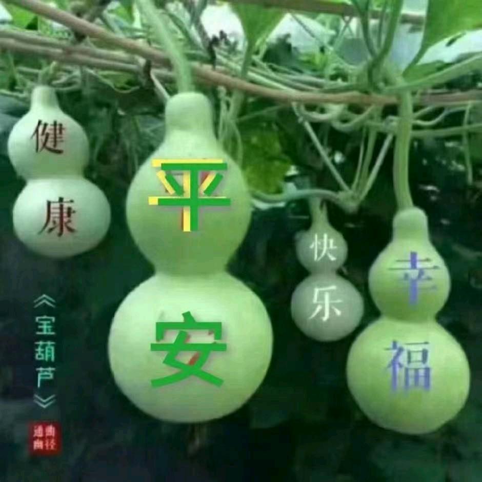 胖胖