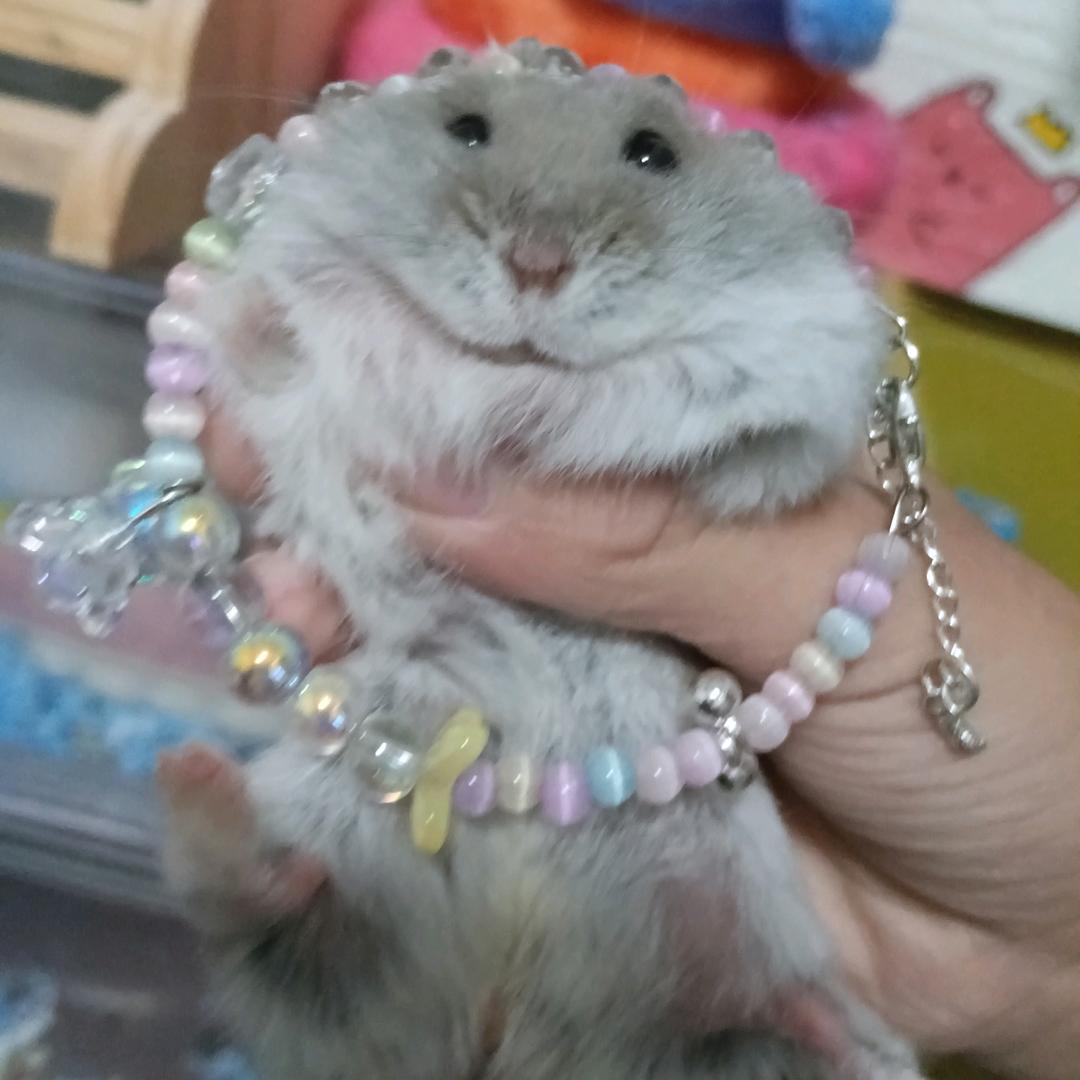 小熊爱睡觉