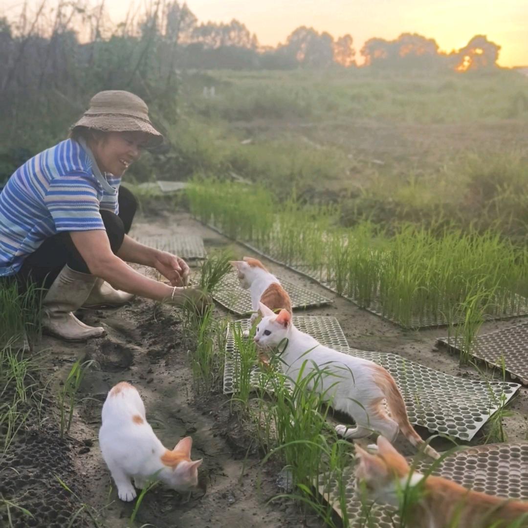 王姨的养橘日记