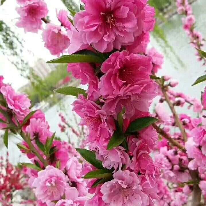 从此鲜花赠自己