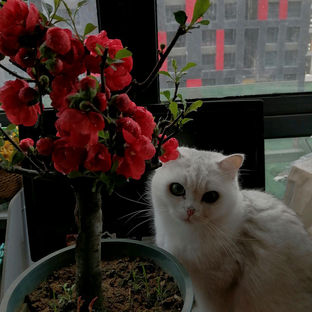 贵钢