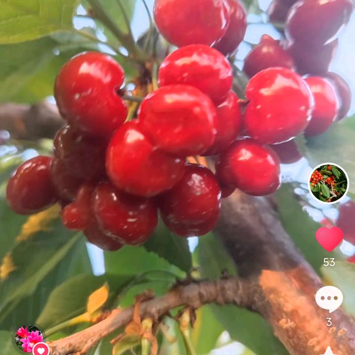 辉渠樱桃哥