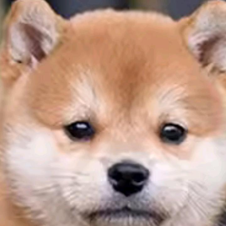 毛。毛