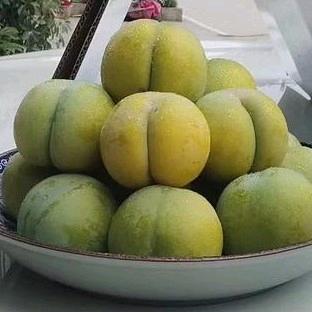 六马种植蜂糖李的小兵