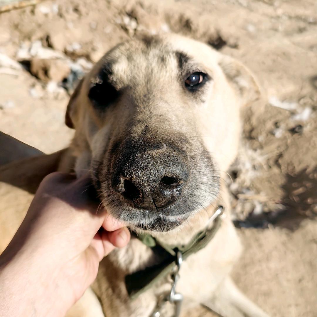 太行刀猎-公益护农