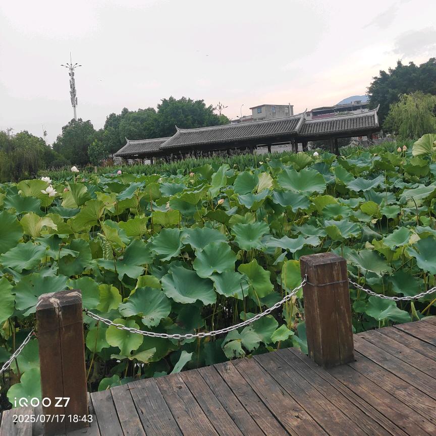 哈哈果