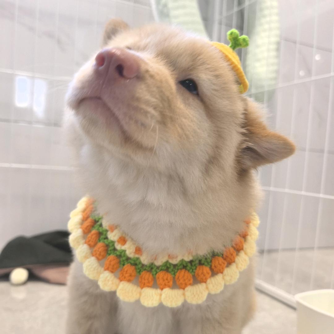 俺叫胖虎你记住🐯