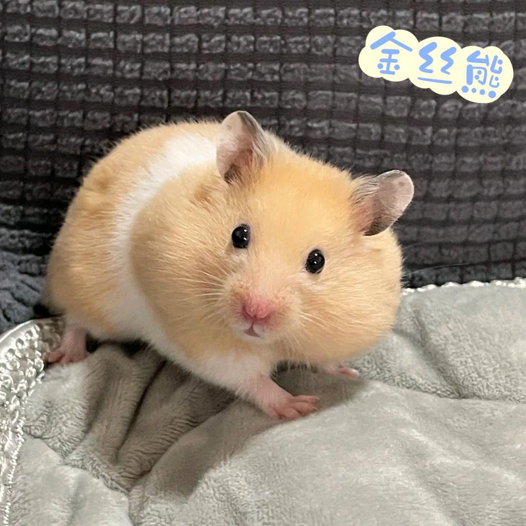 心有所鼠