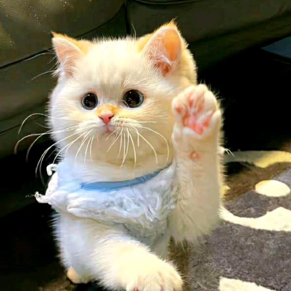 猪古力