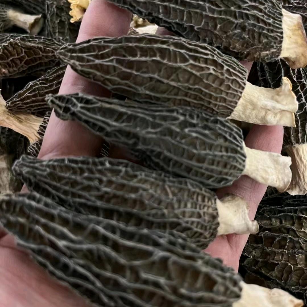 强强食用菌