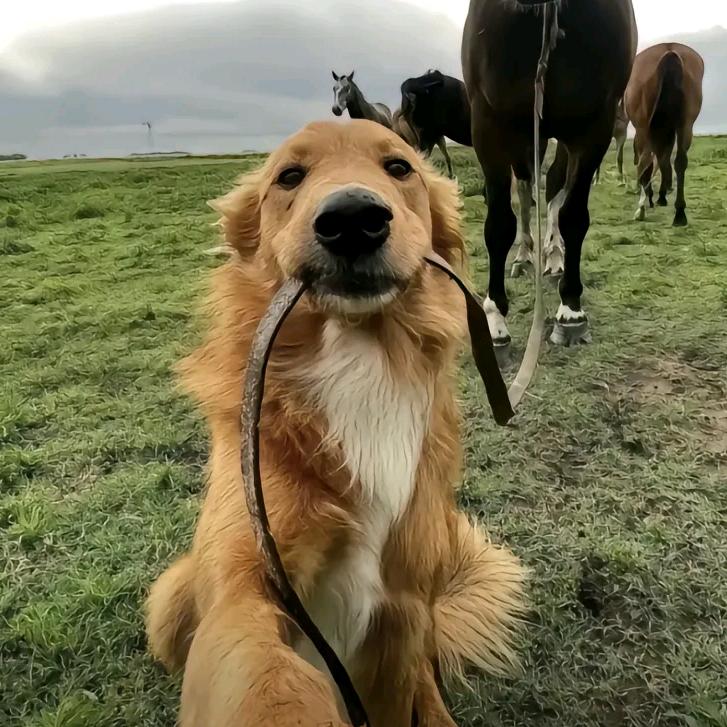 飞哥～