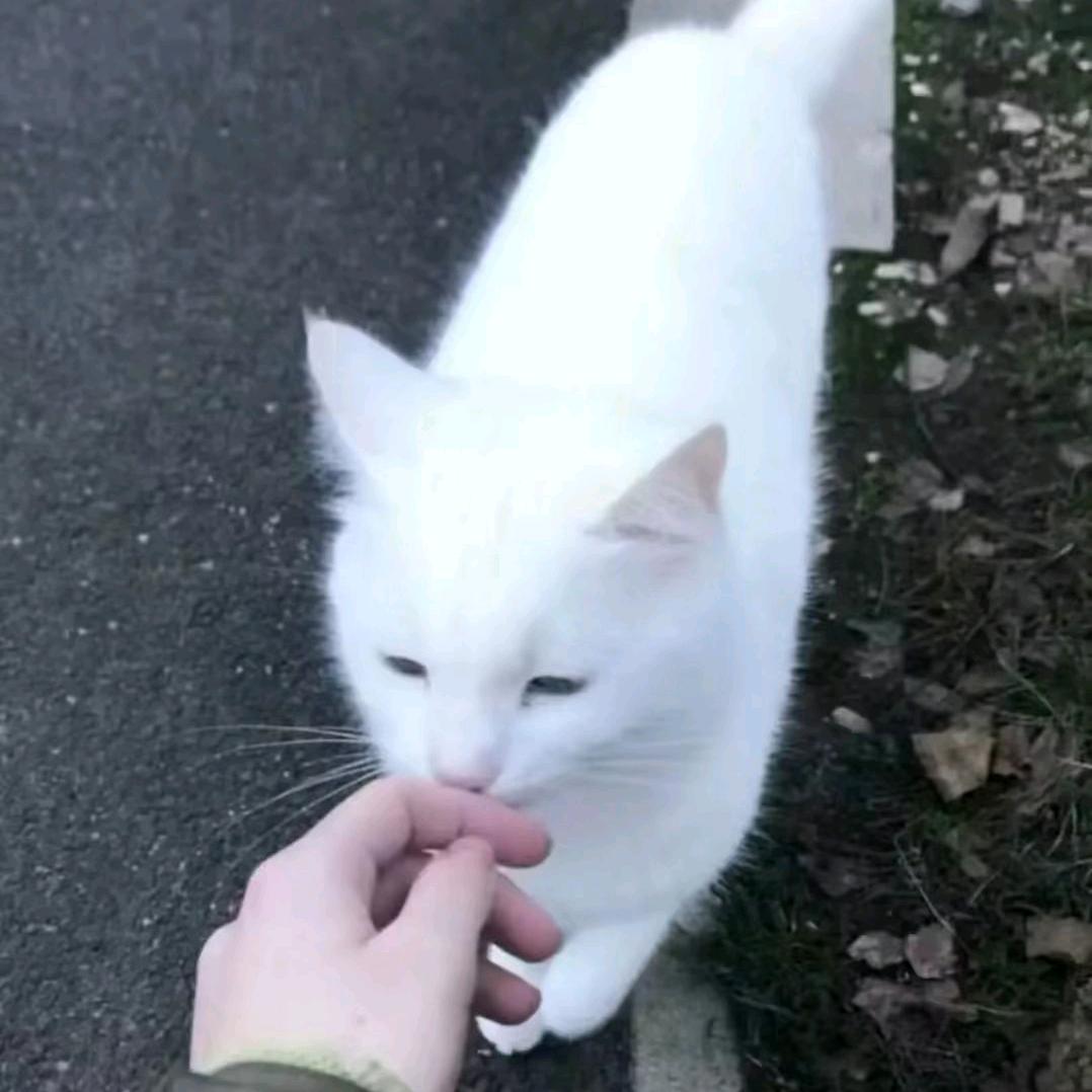 肥不肥
