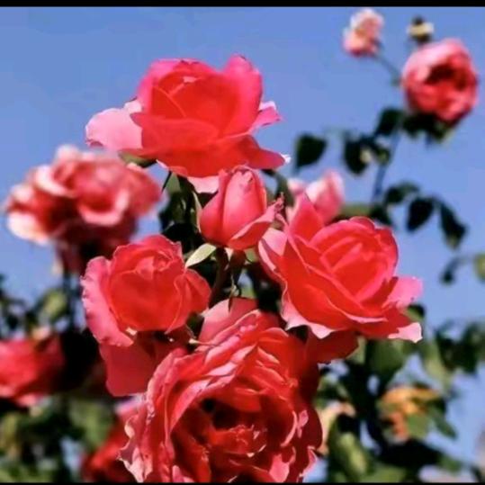 💞💞💞💞💞🌺🌺🌺🌺