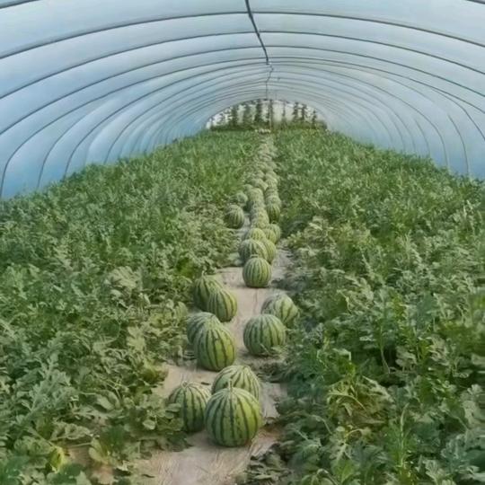 、阿俊（大棚西瓜果蔬农场）商超红酒