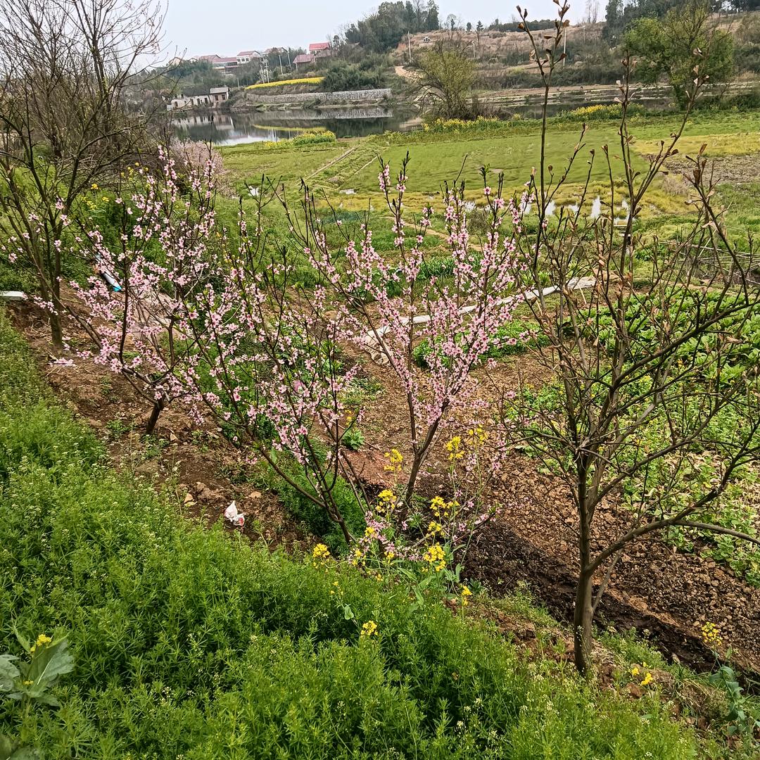 顺其自然