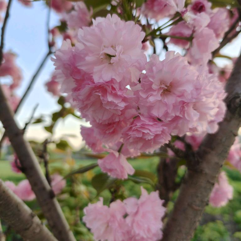 ╭(沐╯*╰梦)╮