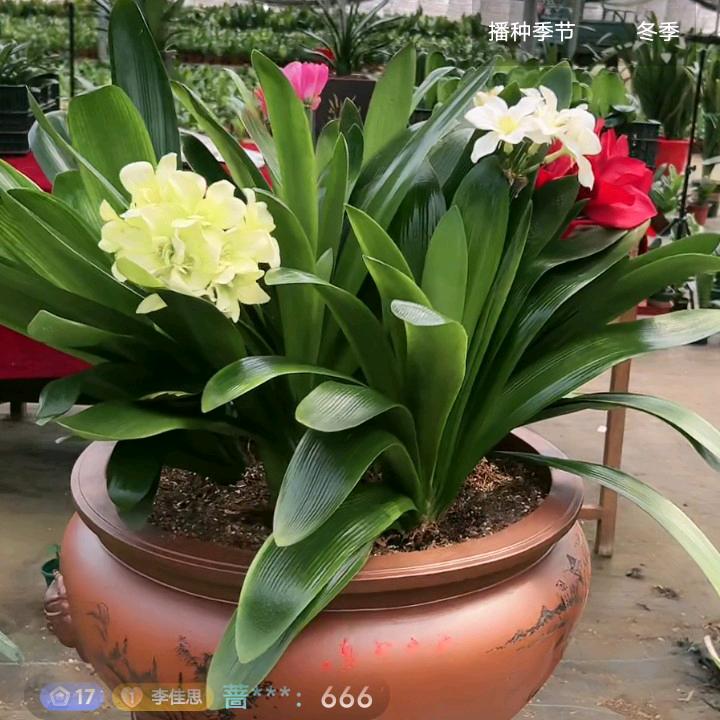 不辞明月