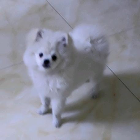 狗狗叫可乐