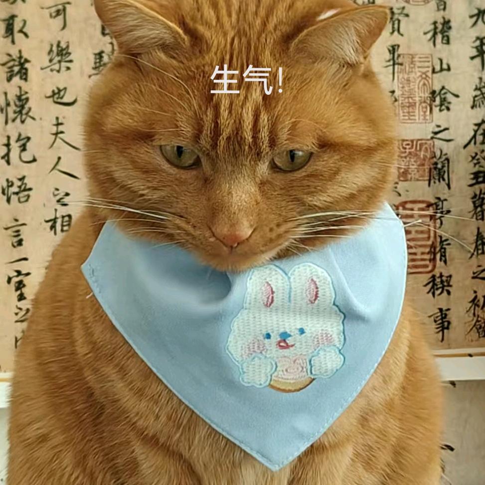 橘橘又胖了🐈
